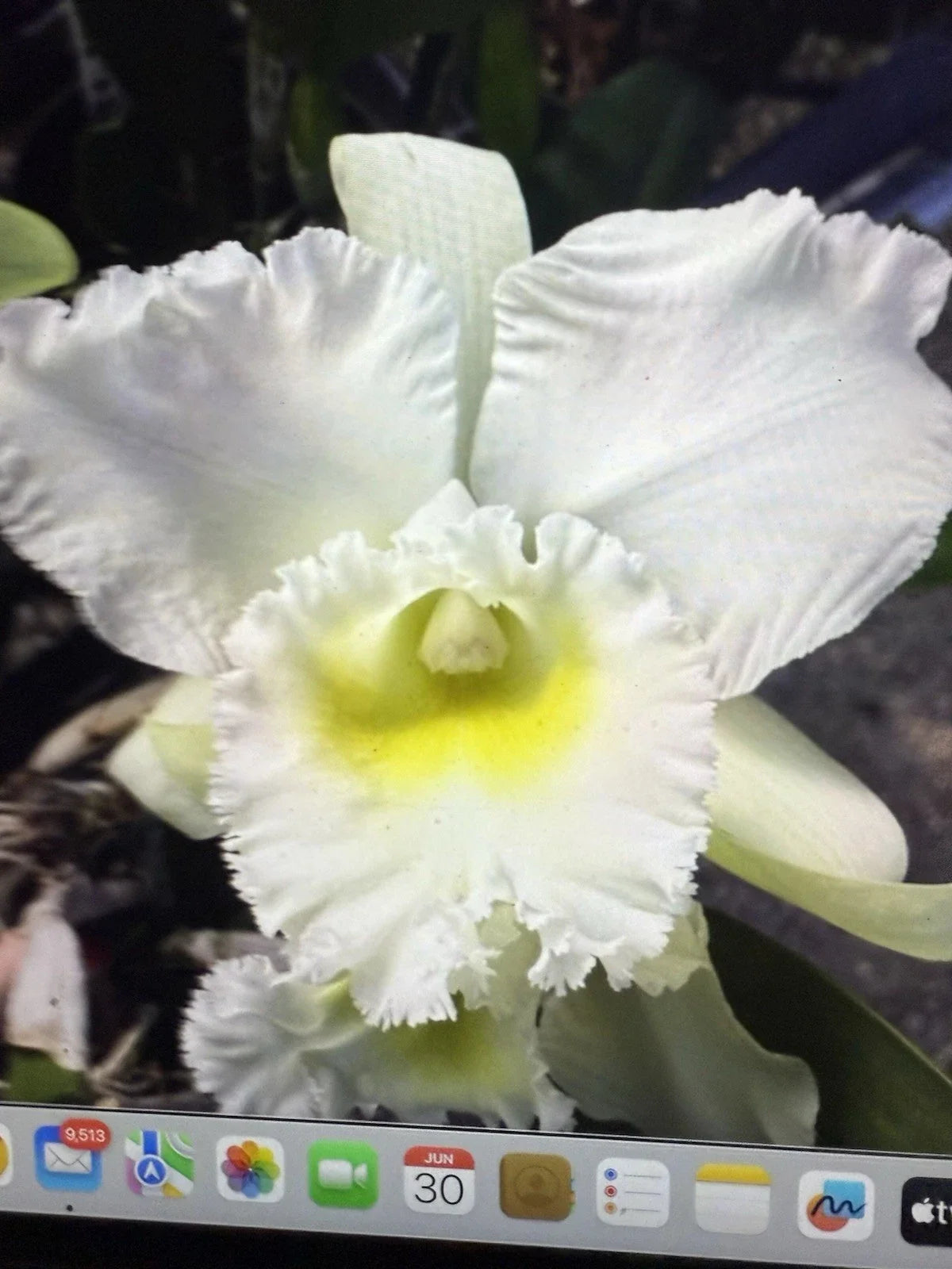 Bc Pastoral Innocence Orchid Plant 4" Bare Root Brassocattleya for Home Decor - Elegant Flowering Indoor/Outdoor Variety