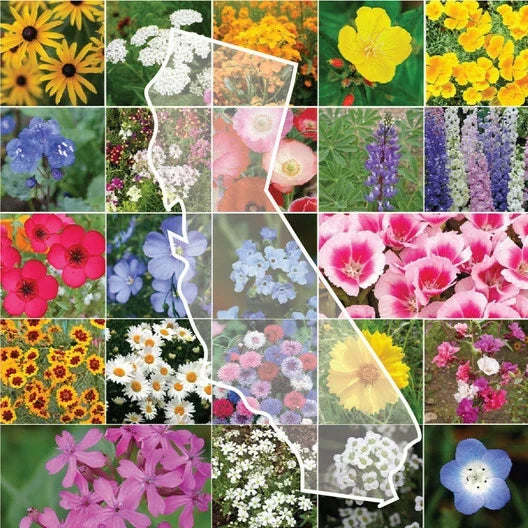 California Wildflower Mix - 1200 Seeds - Diverse Native Varieties for Pollinators - Ideal for Gardens and Meadows - Various Species