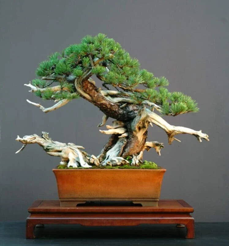 Dwarf Mugo Pine Bonsai Tree Seeds 30 Pack - Pinus mugo pumilio - Indoor/Outdoor Bonsai Gardening