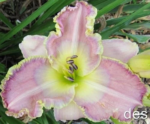 Daylily Live Plant - Ginny Mitchell - Bright Yellow Rebloomer - Hemerocallis 'Ginny Mitchell' - Low Maintenance Perennial