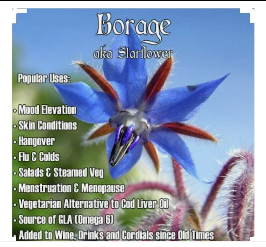 60 Borage Seeds | Organic Edible Herb | Non-GMO, Open Pollinated | Borago officinalis - Blue Flowering Plant
