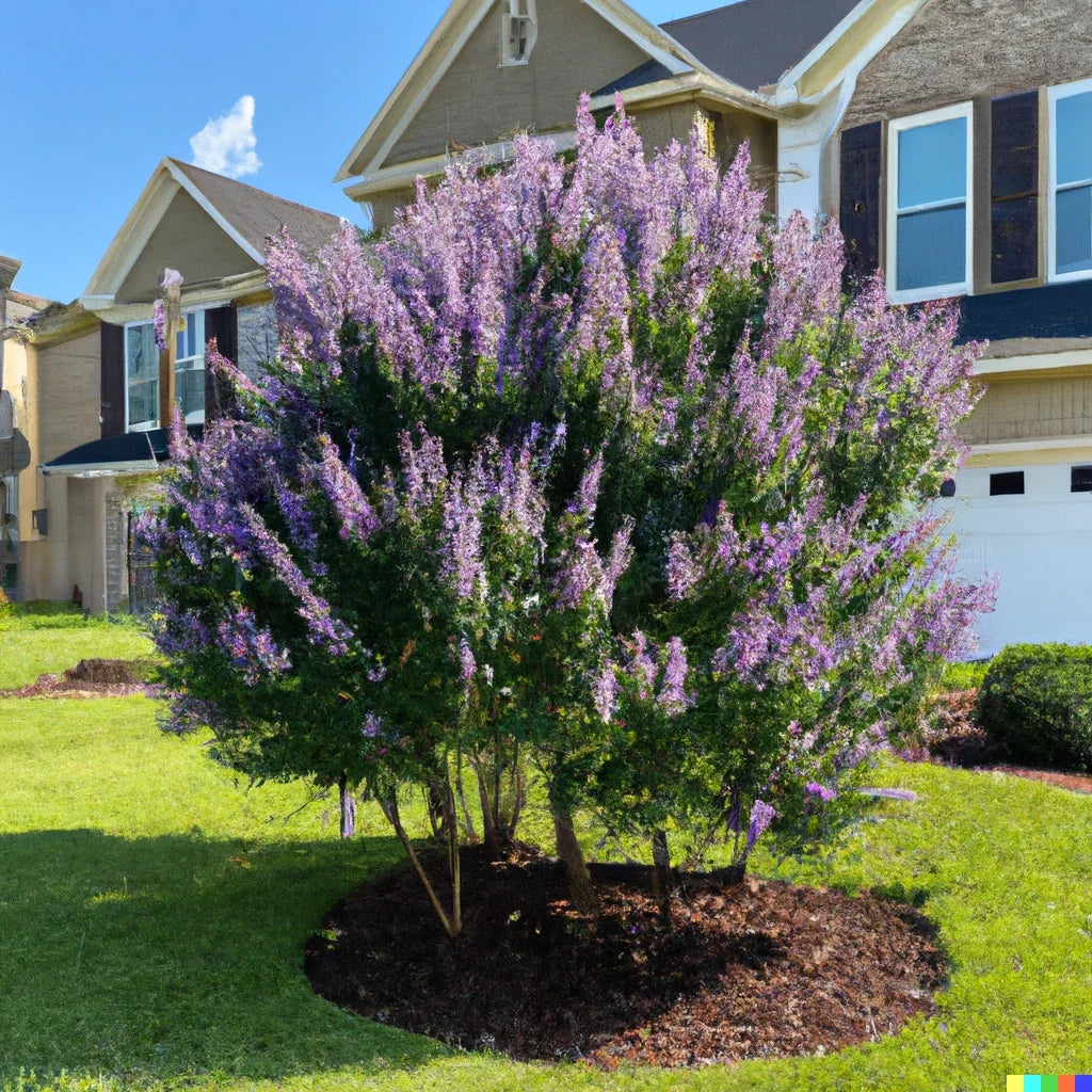Chaste Tree Seeds 50+ Count, Fast Growing Edible Pepper Substitute, Vitus agnus-castus, Purple Flowering Shrub