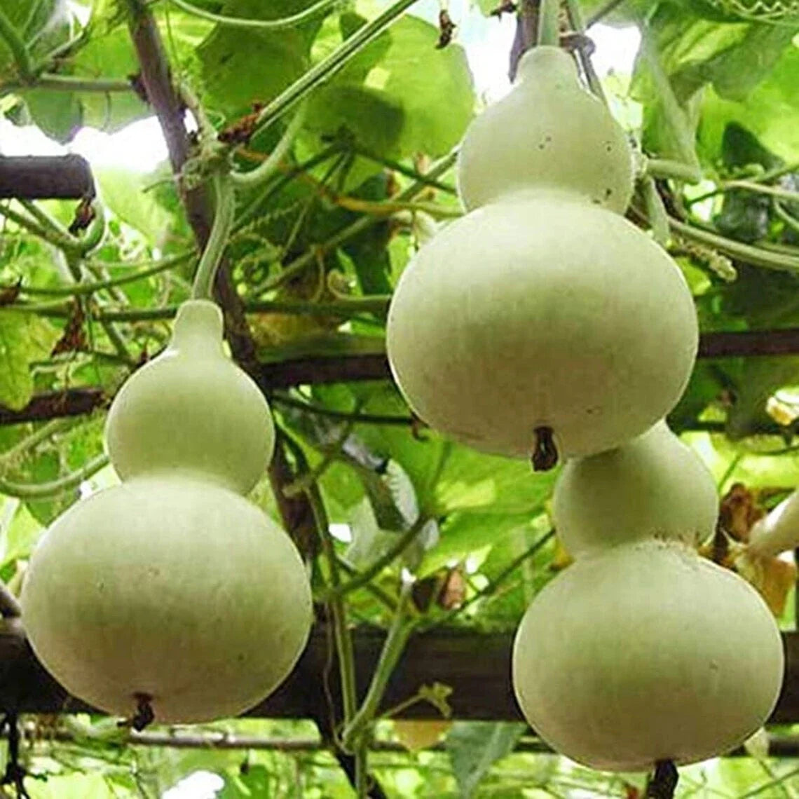 Martin Birdhouse Gourd Seeds - 5+ Heirloom Non-GMO Seeds for Birdhouses - Lagenaria siceraria