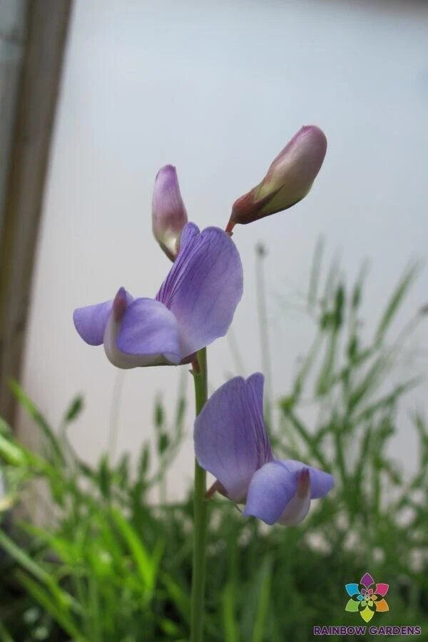 50+ Annual Sweet Pea Seeds, Lathyrus paranensis, Non-GMO Heirloom Garden Seeds - USA Grown, Vibrant Blooms for Garden
