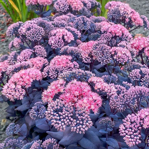 Sedum Plant 4-Inch Mojave Jewels Sapphire Hardy Perennial Succulent Drought Tolerant Ground Cover Sedum spp.