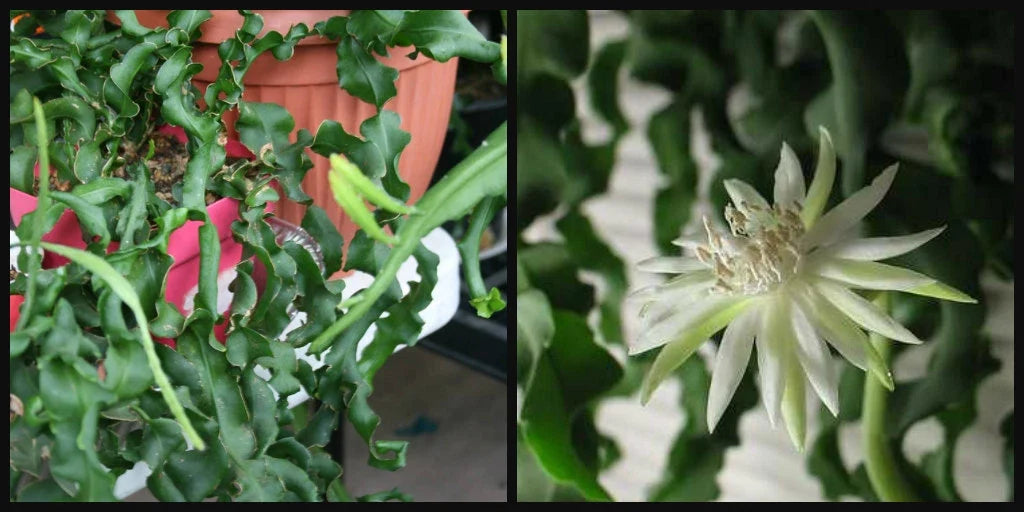 Epiphyllum Cutting 12" Guatemalense Monstrose Curly Locks Orchid Cactus - Epiphyllum guatemalense, Unique Indoor Plant Decor