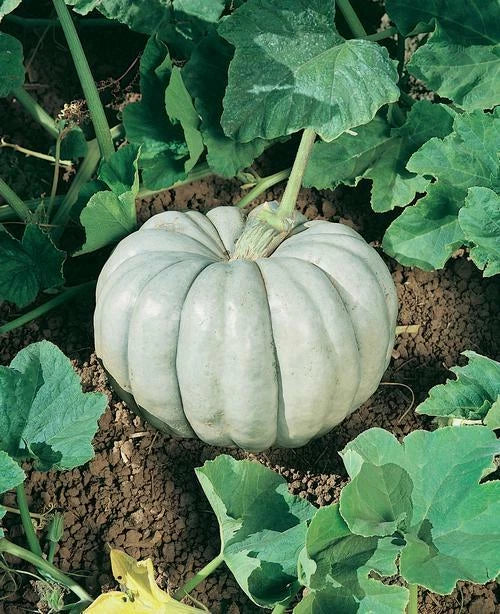 Blue Harvest Pumpkin Seeds - 30 Count Non-GMO Heirloom Variety - Cucurbita pepo for Home Gardening and Cooking