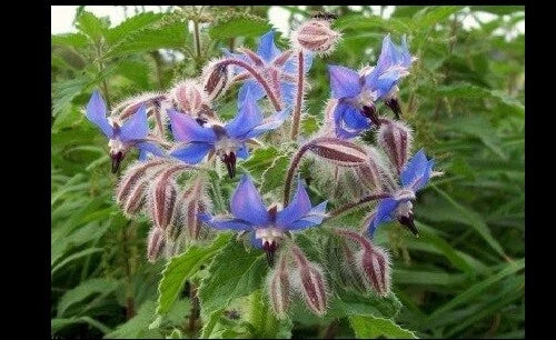 Borage Seeds Bulk - 640 Count - Starflower/Tailwort Herb - Borago officinalis - Attracts Pollinators, Edible Flowers