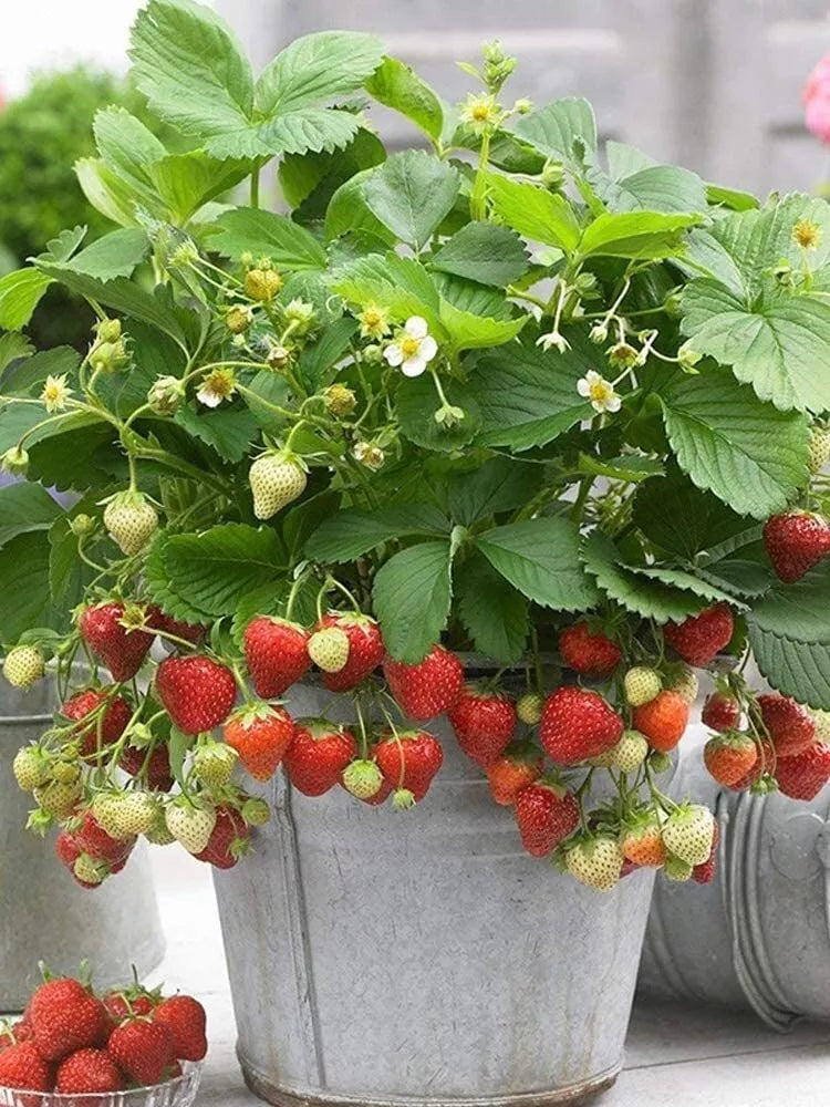 Wild Strawberry Seeds 200+ Pack - Edible Fruit - Fragaria Vesca - Heirloom Variety for Home Garden