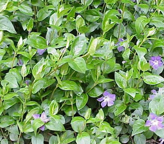 Vinca Major Ground Cover Plants - 45 Pack in 3.5 Inch Pots - Periwinkle, Hardy Perennial - Vinca major