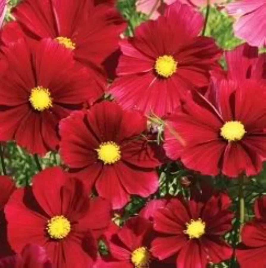 Cosmos Seeds 140 Count Dazzler Red Flower Cosmos bipinnatus - Easy to Grow Annuals for Garden, Pollinator Friendly