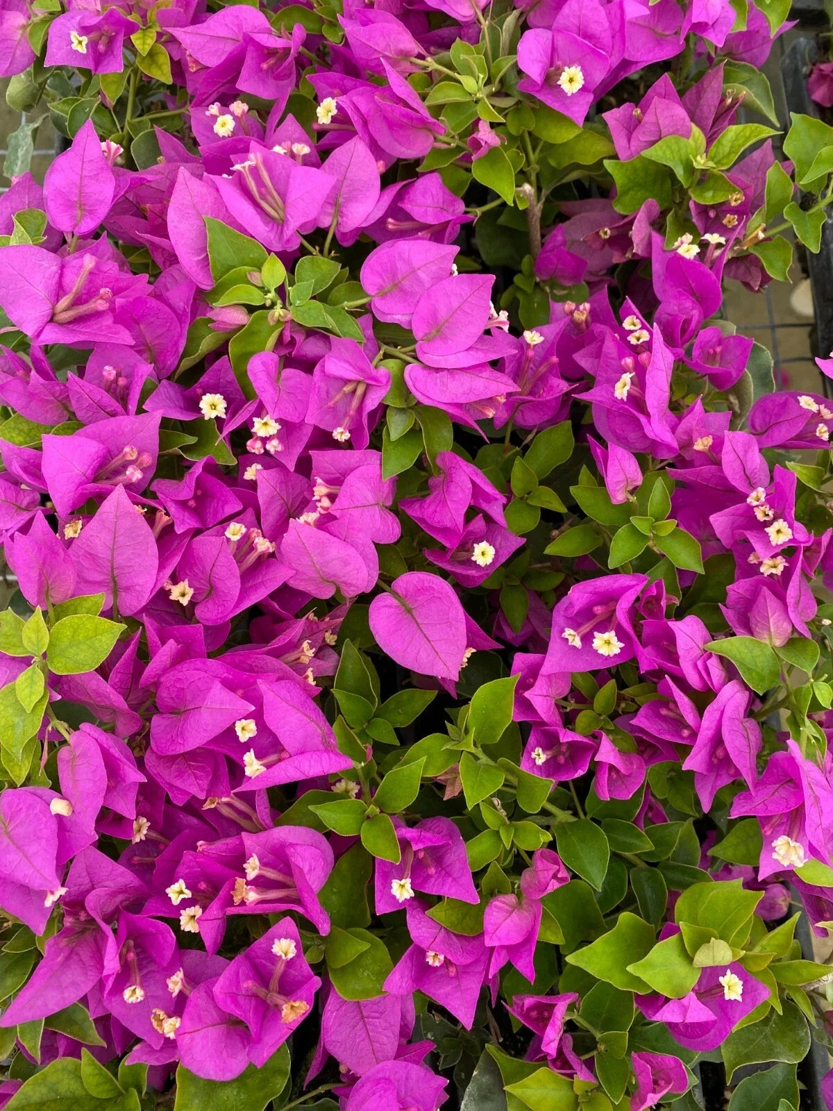 Bougainvillea Starter Plant - Royale Purple - Live Plug Plant - Bougainvillea spectabilis - USA Seller - Vibrant Blooms