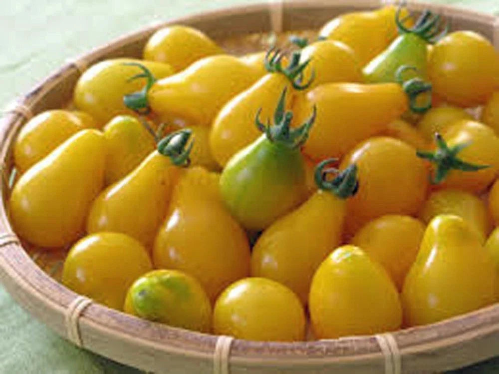 Yellow Pear Tomato Seeds - Heirloom Non-GMO 500+ Seeds - Solanum lycopersicum - Sweet Pear-Shaped Fruit for Home Gardening