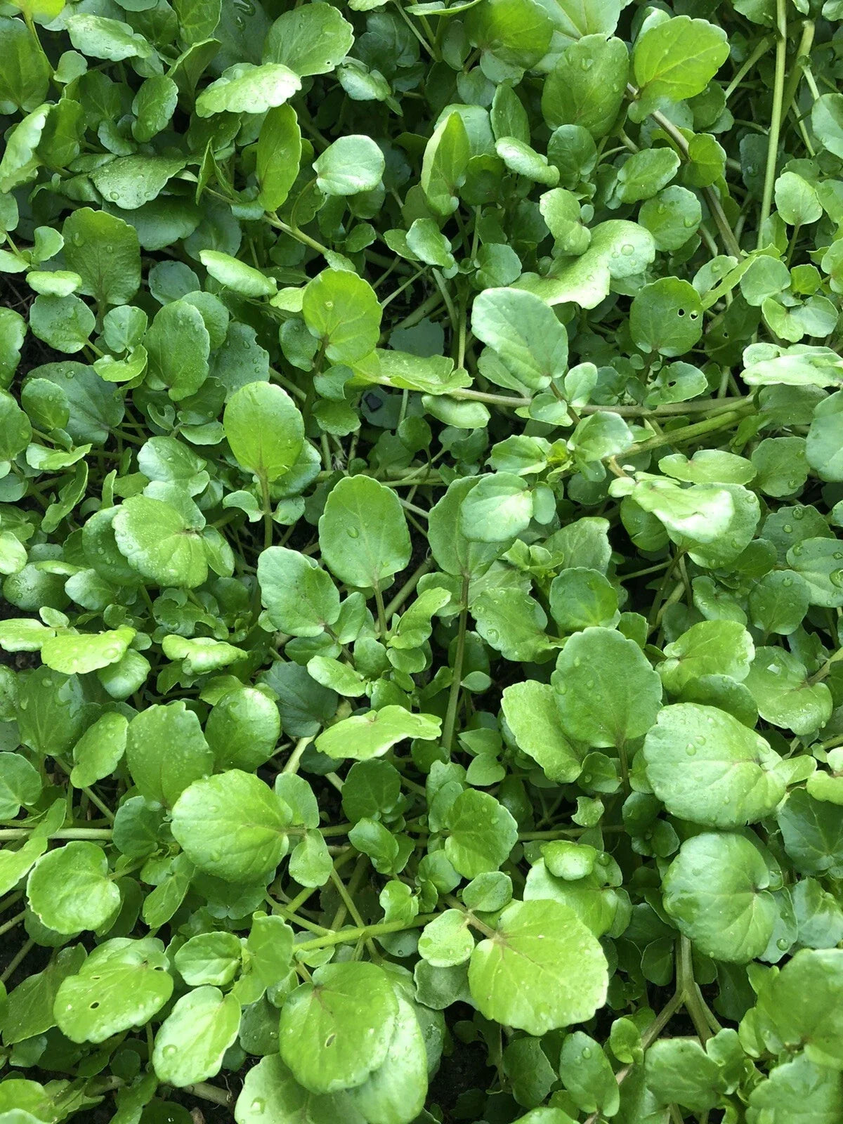 Live Watercress Plant with Roots - Fresh Edible Aquatic Vegetable - Nasturtium officinale for Aquaponics & Gardens