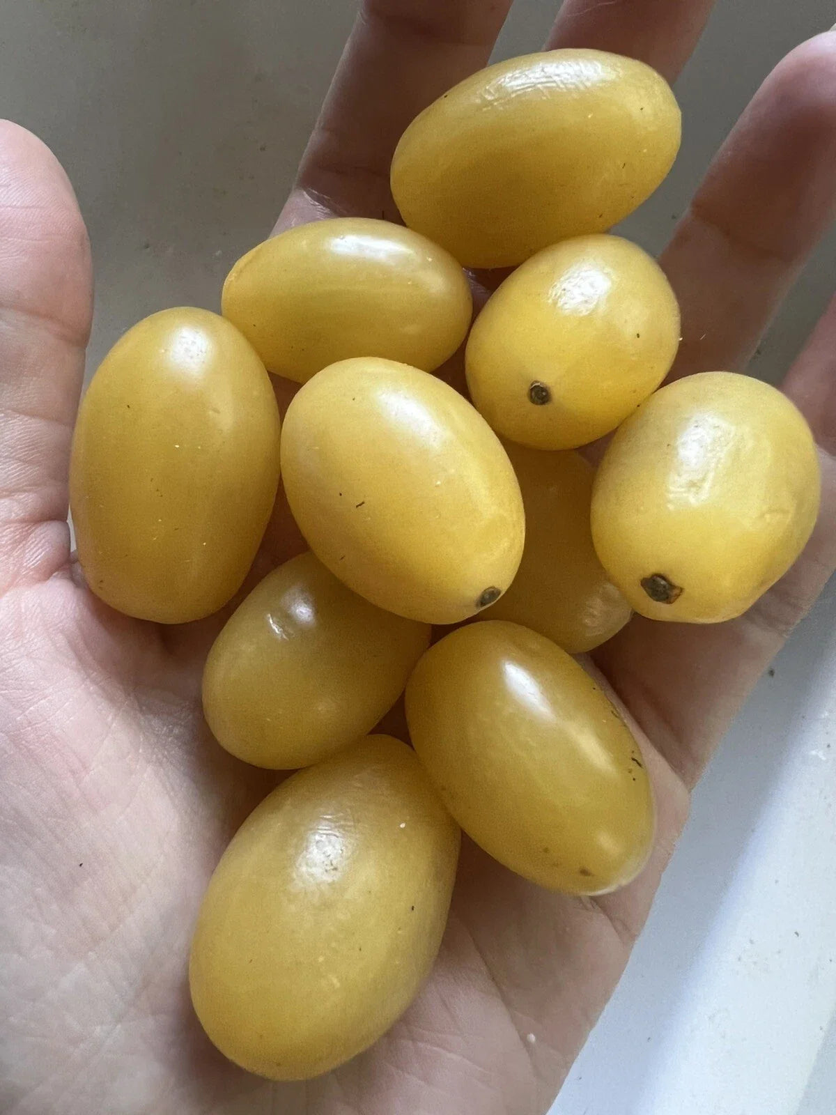 Organic Yellow Grape Tomato Seeds - 50 Count - Solanum lycopersicum - Non-GMO Edible Garden Vegetable for Home Growing