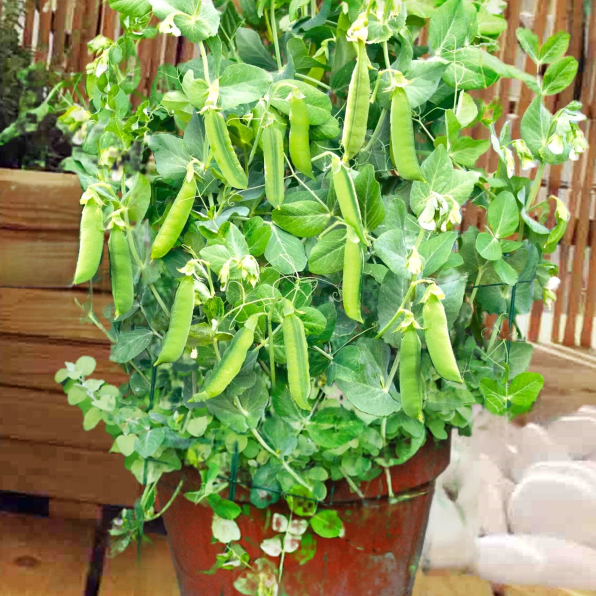 Patio Pride Snap Pea Seeds | Heirloom Container Garden Peas | Pisum sativum | Fast-Growing, Non-GMO, 50 Seeds