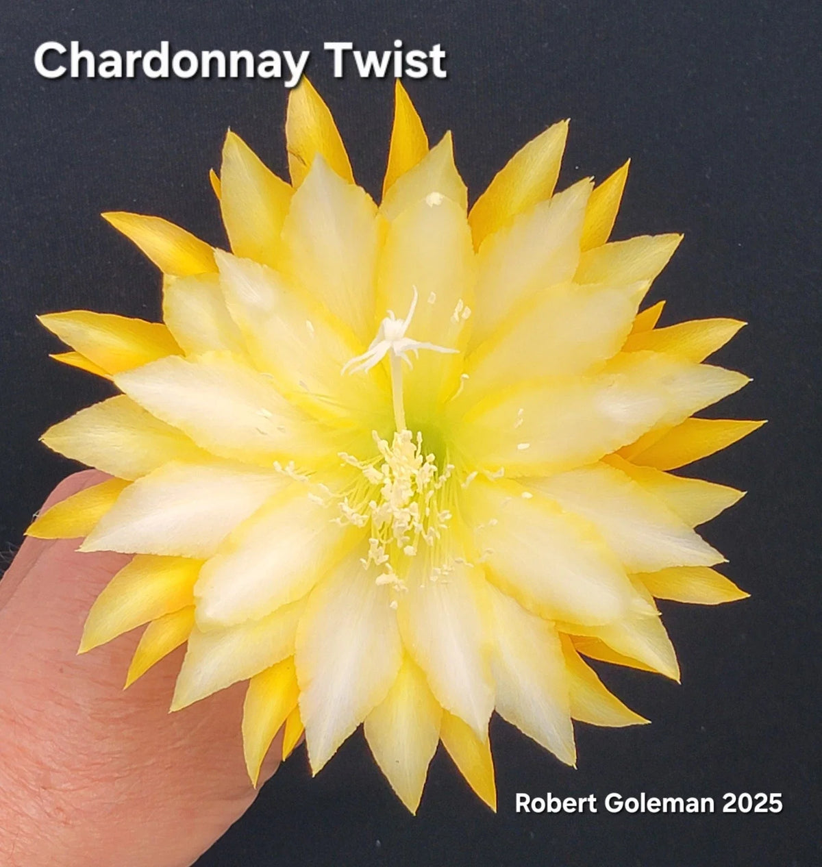 Unrooted Cutting Epiphyllum 'Chardonnay Twist' - Rare Orchid Cactus - Unique Twisting Foliage - Cactaceae