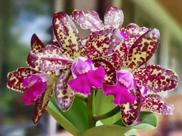 Rhyncholaeliocattleya Orchid Plant 4” Passion Fruit - Exotic Flowering Orchid for Home Decor - Easy Care, Vibrant Blooms