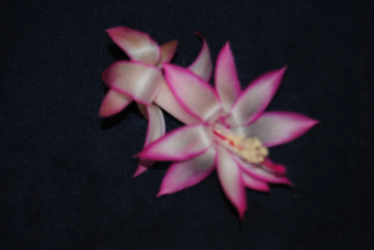 Christmas Cactus Starter Plant - Mardi Gras Parade - Schlumbergera Truncata - Healthy Well-Rooted Small Plant