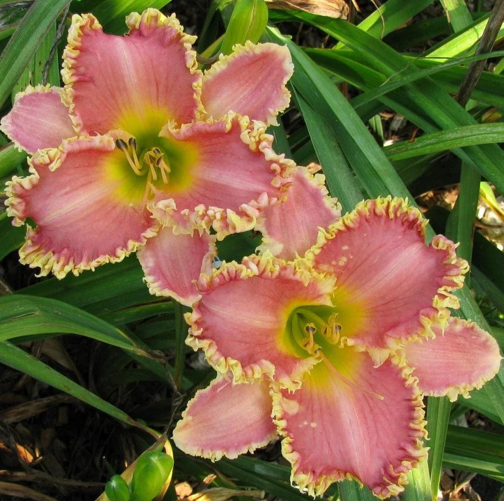 Daylily Live Plant - Heavenly Pink Fang - Reblooms - Hemerocallis 'Heavenly Pink Fang' - Vibrant Pink Blooms for Garden