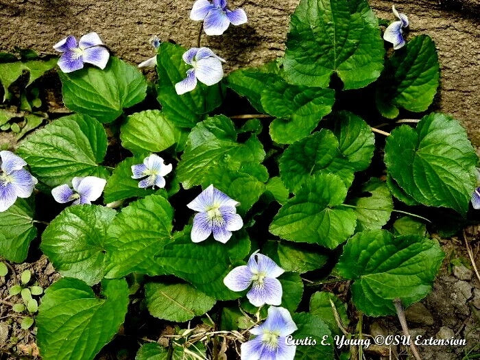 Organic Blue Violet Seeds - 10 Count - Viola sororia - Native Herb - USA Grown - Attracts Pollinators