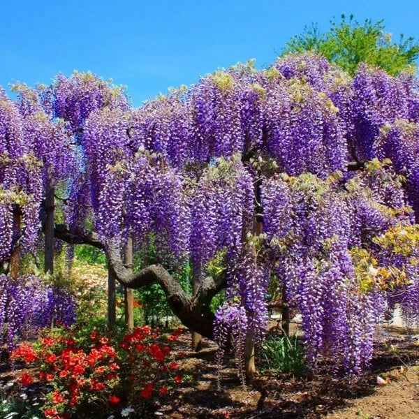 Blue Moon Wisteria Tree Starter Plant - Macrostachys Variety - Well-Rooted 4-Inch Pot - Fragrant Blue Flowers for Gardens