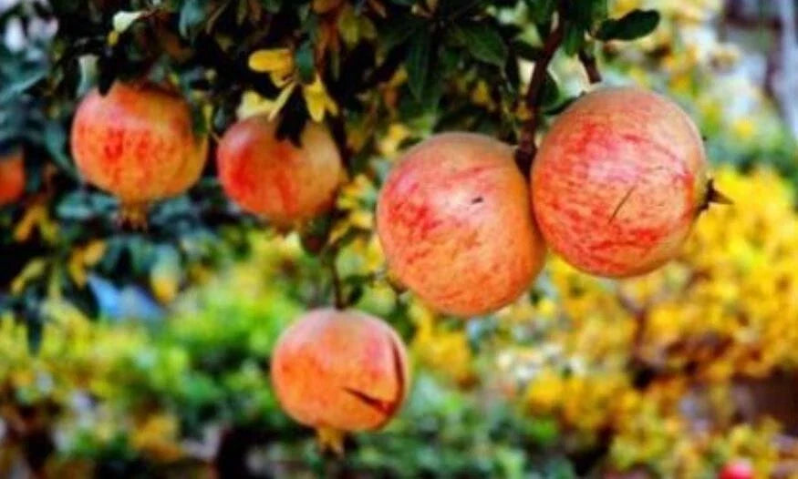 Pomegranate Seeds - 30+ Tunisia Crystal Soft Variety - Punica granatum - Sweet Juicy Fruit for Home Garden