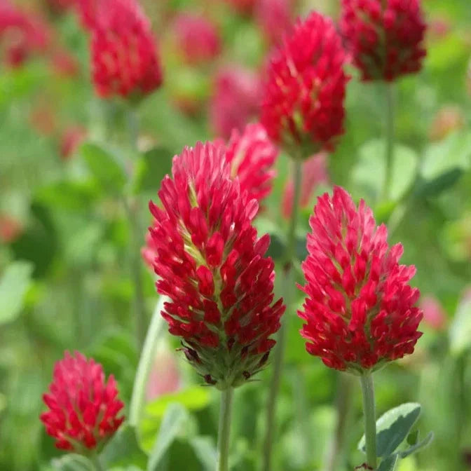 Crimson Clover Seeds - Italian Blood Red - Trifolium incarnatum - 100 Seeds for 2025 Planting in USA - Garden Flower