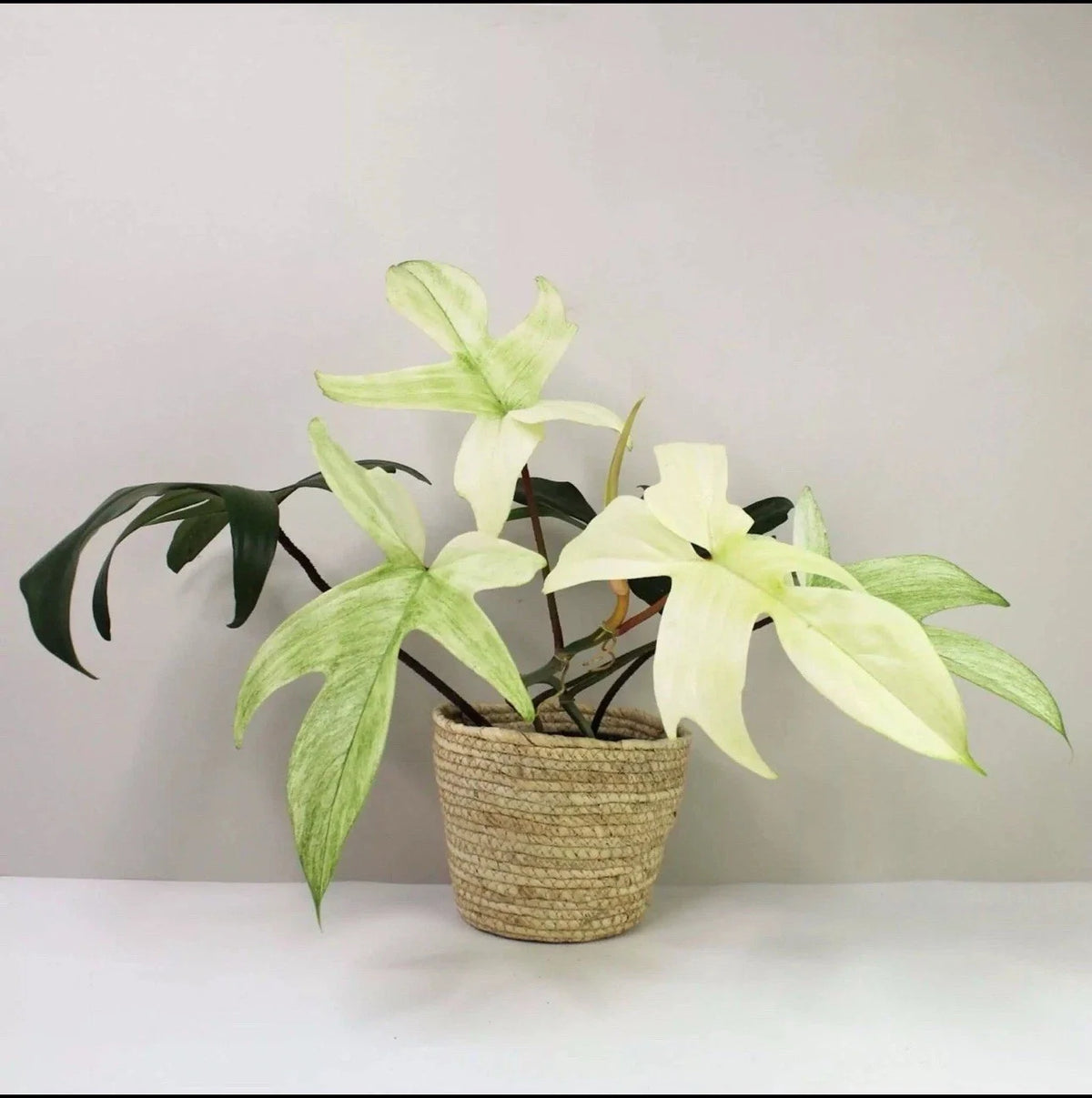 Philodendron Cutting - Florida Ghost - Rare Variegated Indoor Plant - Philodendron 'Florida Ghost' - Easy Care Propagation