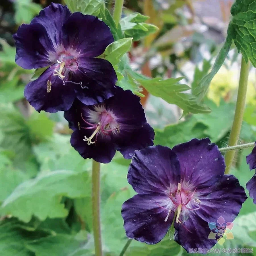 Raven Geranium Seeds - 25+ Count - Dark Foliage - Pelargonium 'Raven' - Ideal for Garden Planting - USA