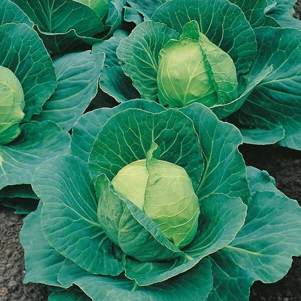 Cabbage Seeds 4000+ Heirloom Golden Acre NON-GMO Brassica oleracea for Home Gardening