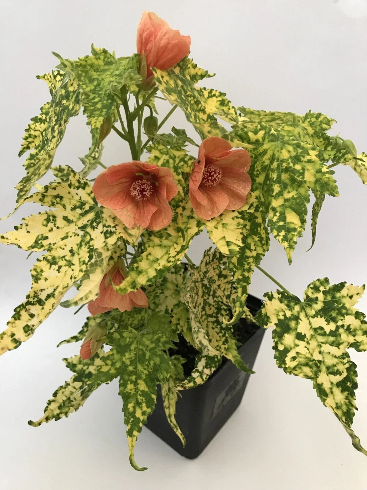 Thompsonii Variegated Peach Abutilon Small Root Starter Plant | Abutilon hybridum | Flowering Maple for Home Gardens