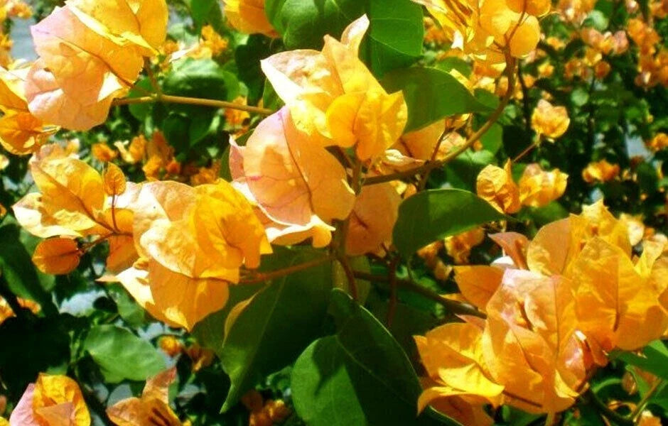 Rare Bougainvillea Plant - Small Starter - California Gold - Bougainvillea spectabilis - Vibrant Yellow Blooms