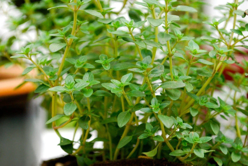 320 Seeds German Thyme Herb - Thymus vulgaris - Non-GMO Perennial for Cooking & Gardening - USA Grown