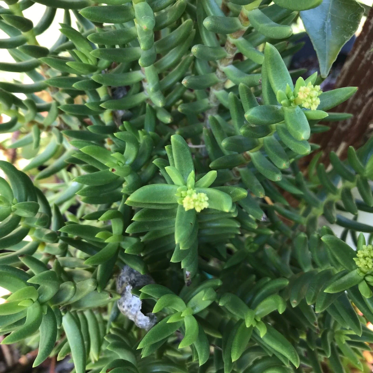 Mini Pine Tree Cuttings - 4 Pack - Succulent Bonsai - Perfect for Home Decor - Pinus spp. - Low Maintenance Greenery