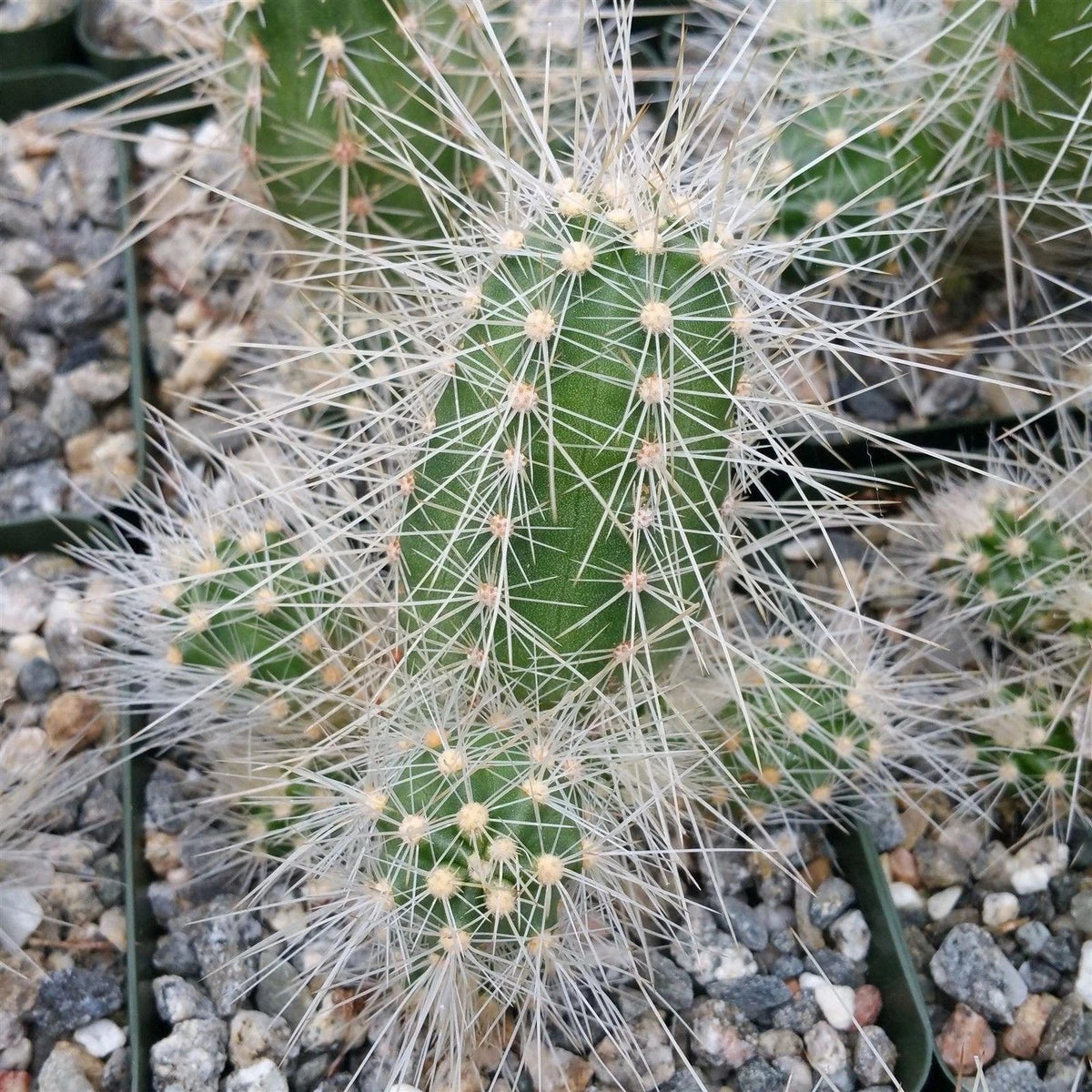 Echinocereus rayonensis Cactus Plant - 4-inch Live Succulent with Unique Spines - Indoor/Outdoor Decor, Cactaceae Family