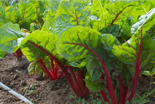 Ruby Red Swiss Chard Seeds - Bulk Wholesale, Heirloom Variety, Nutrient-Dense Greens (Beta vulgaris subsp. vulgaris)