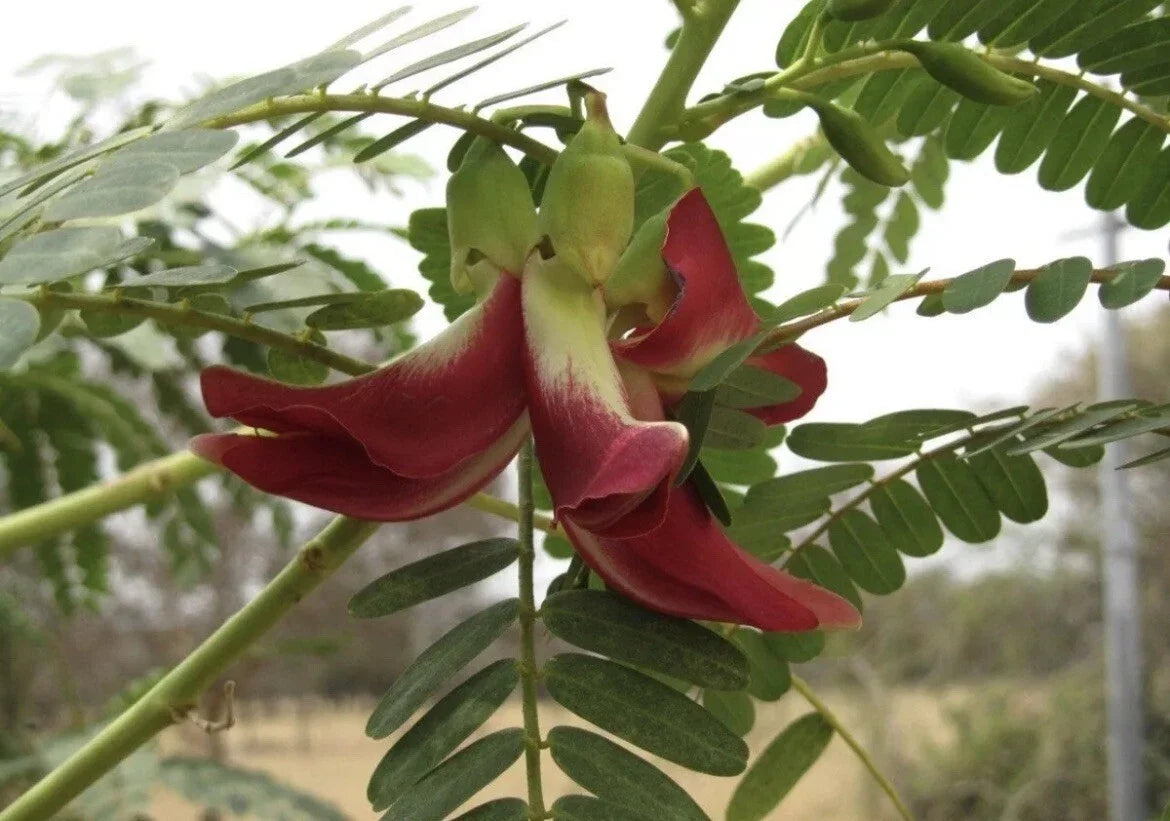 Hummingbird Tree Seeds 20+ Seeds Red Agati Flower Plant Sesbania grandiflora - Attracts Hummingbirds, Ideal for Gardens