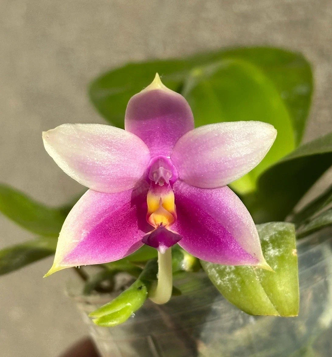 Fragrant Phalaenopsis Orchid Plant - Blooming Variety - Phalaenopsis violacea - Indoor Houseplant with Good Roots