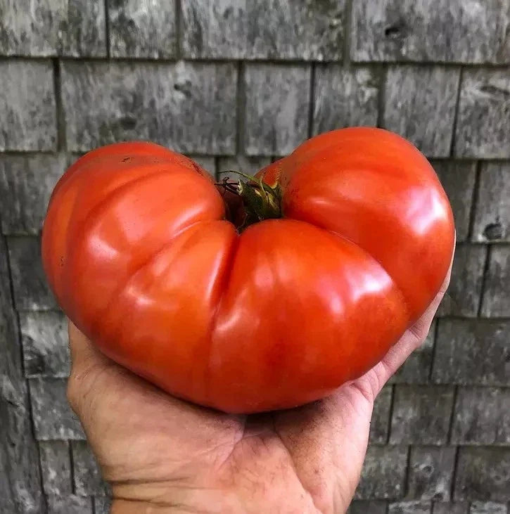 Giant Beefsteak Tomato Seeds - 120+ Heirloom Organic Non-GMO - Solanum lycopersicum - Perfect for Home Gardening and Containers