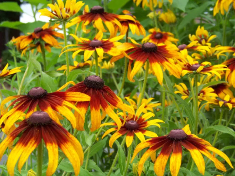 Gloriosa Daisy Seeds - 470 Perennial Flower Seeds - Bright Yellow & Red Blooms - Rudbeckia hirta - Free Shipping USA