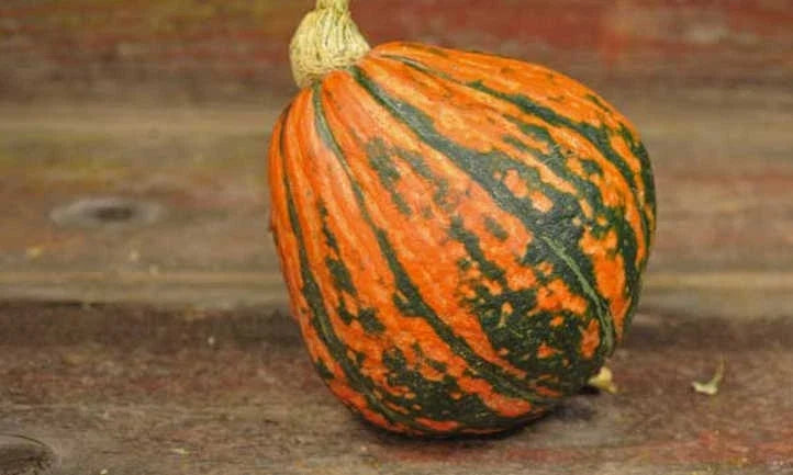Lakota Winter Squash Seeds - Organic Heirloom Cucurbita pepo - 20 Pack - Nutty Flavor, Easy to Grow, Non-GMO