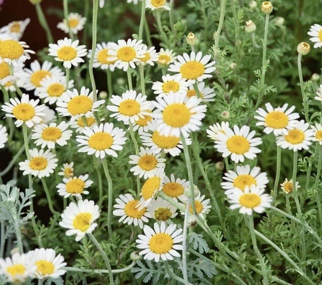 3000+ German Chamomile Seeds - Medicinal Herb, Fragrant Groundcover - Matricaria chamomilla - USA