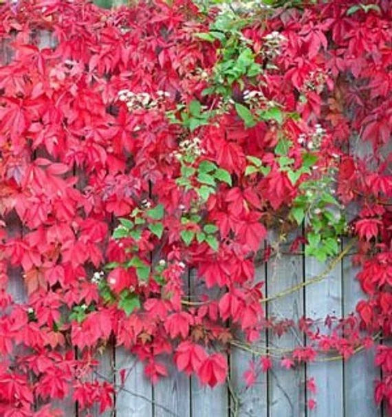 Virginia Creeper Live Rooted Cuttings - 3 Pack Hardy Ground Cover Vines (Parthenocissus quinquefolia) - Fast-Growing Erosion Control