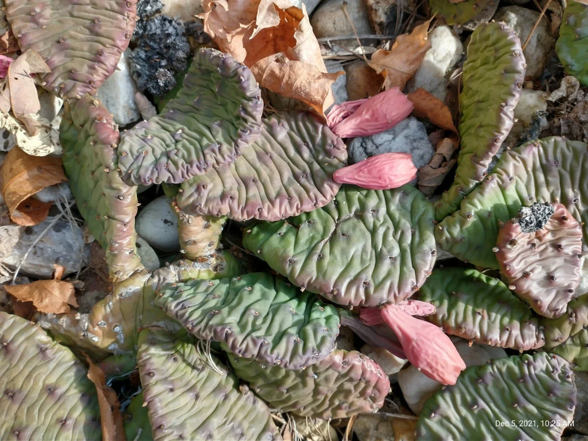 Large Cold Weather Prickly Pear Cactus - 3 Pads - Opuntia spp. - Hardy, Drought-Tolerant, Ideal for Cold Climates