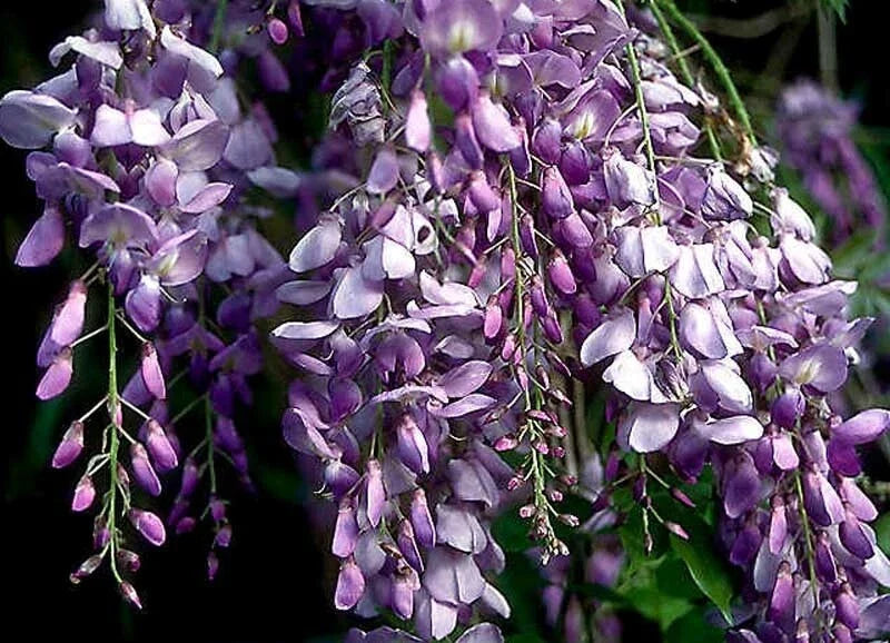 Live Blue Chinese Wisteria Plant - Rooted Vine, Heirloom Purple Flowers - Wisteria sinensis - 1-2 ft