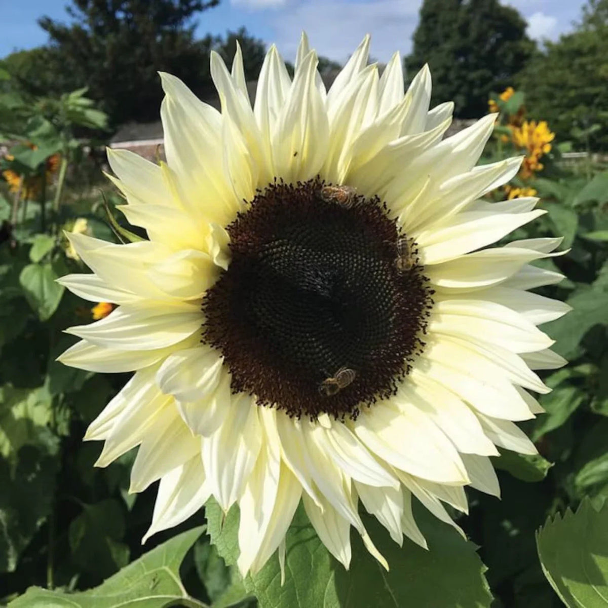 Sunflower Seeds 25 Count - Italian White Variety - Helianthus annuus - Fresh Flower Seeds for Garden and Pollinators
