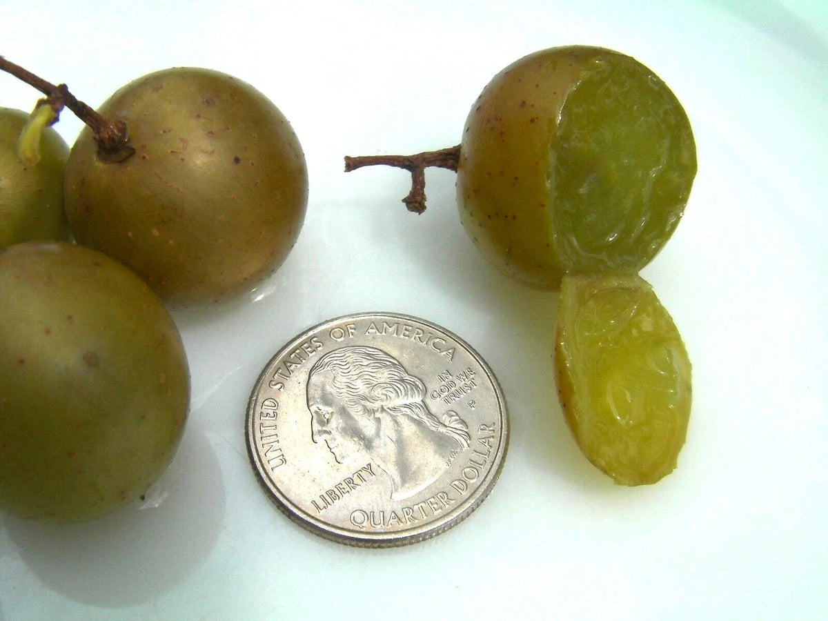 Organic Carlos Muscadine Grape Seeds - 100 Count - Large Bronze - Vitis rotundifolia - Sweet Flavor for Jams and Eating