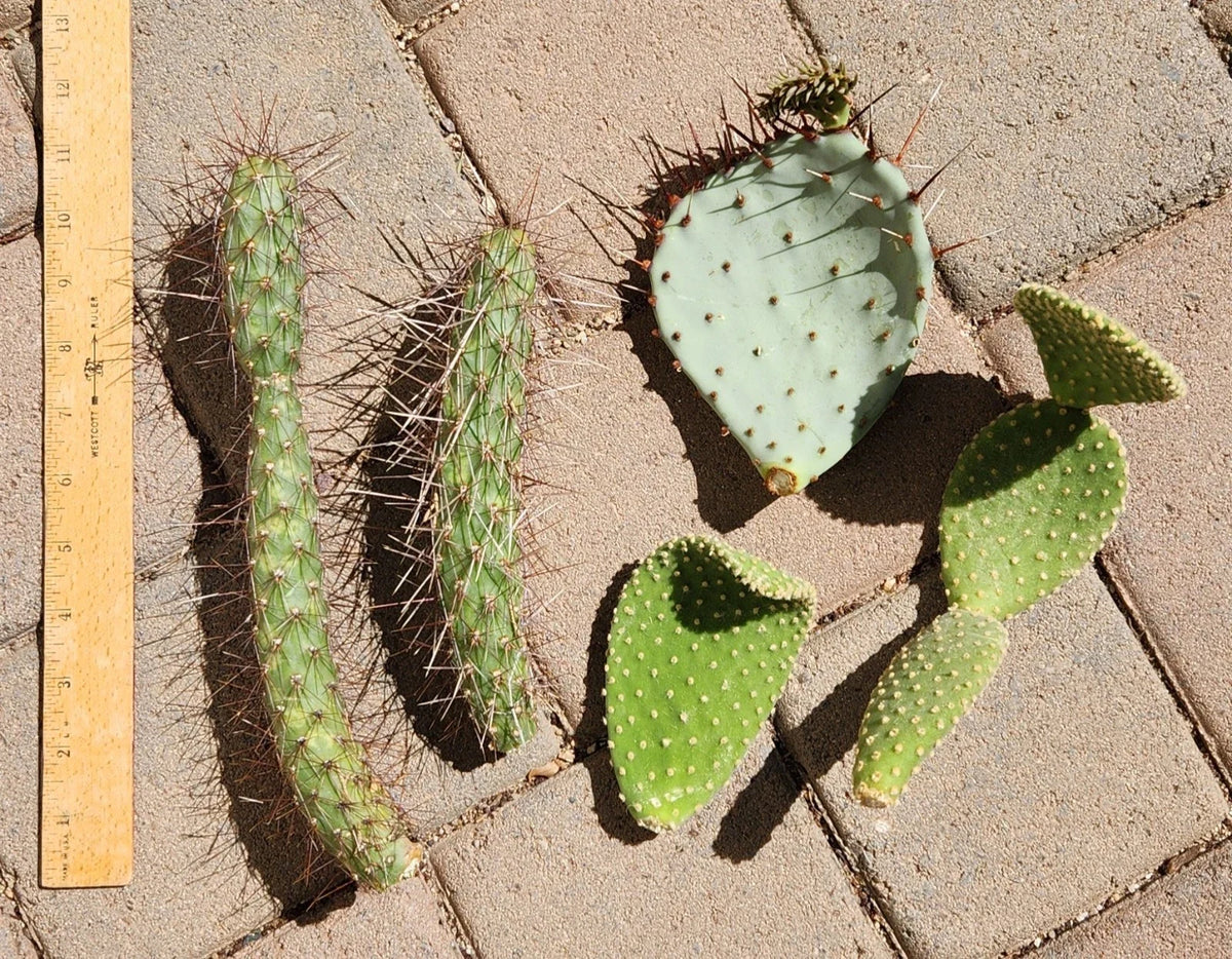 Opuntia Microdasys Cactus Cuttings Lot | Cylindropuntia Campii | Propagation Segments for Succulent Plants