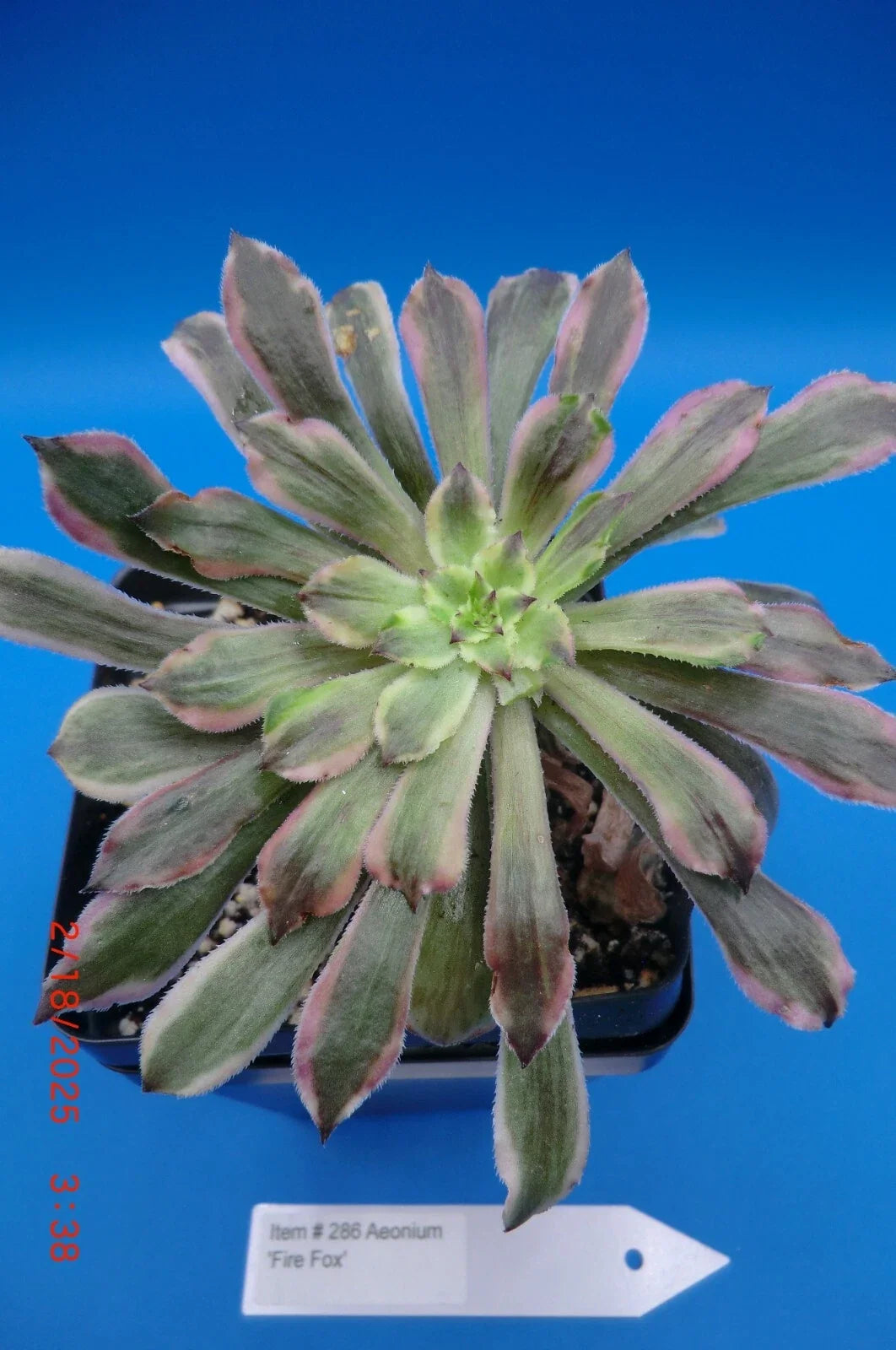 Rooted Aeonium Cutting - Firefox Variety Succulent Plant - Aeonium arboreum var. atropurpureum - Vibrant Red Tips